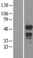 MNDA Human Over-expression Lysate