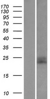 CD99 Human Over-expression Lysate