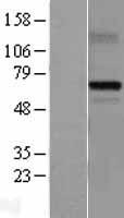 MDMX (MDM4) Human Over-expression Lysate