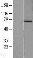 MDM2 Human Over-expression Lysate
