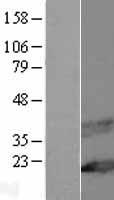 MAL Human Over-expression Lysate