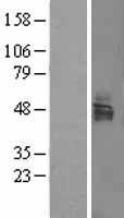 LSAMP Human Over-expression Lysate