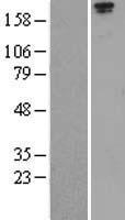 LRP1 Human Over-expression Lysate