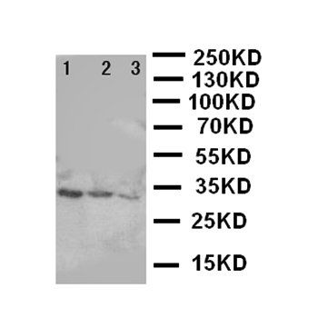 TORC2/CRTC2 Rabbit Polyclonal Antibody