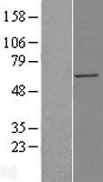 KPNA4 Human Over-expression Lysate