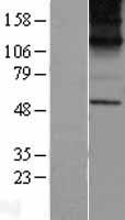 KCNN1 Human Over-expression Lysate