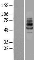 IL7R alpha (IL7R) Human Over-expression Lysate
