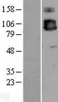 ICAM3 Human Over-expression Lysate
