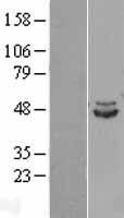 IDH2 Human Over-expression Lysate