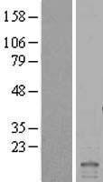 ID2 Human Over-expression Lysate