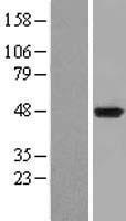 IDO1 Human Over-expression Lysate