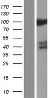 HSPA4 Human Over-expression Lysate