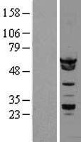 hnRNP K (HNRNPK) Human Over-expression Lysate