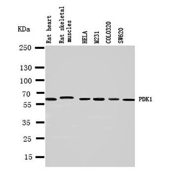 Mitochondrial Pyruvate Dehydrogenase Kinase 1/PDK1 Rabbit Polyclonal Antibody