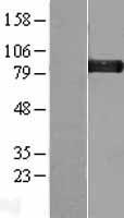 Glycogen synthase 1 (GYS1) Human Over-expression Lysate
