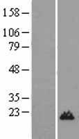 H3.3A (H3F3A) Human Over-expression Lysate