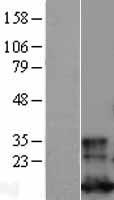Glutaredoxin 1 (GLRX) Human Over-expression Lysate