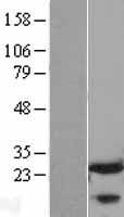 FKBP25 (FKBP3) Human Over-expression Lysate