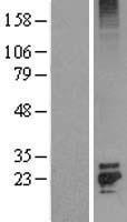 KGF (FGF7) Human Over-expression Lysate