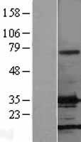 FGF2 Human Over-expression Lysate