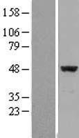 EIF4A2 Human Over-expression Lysate