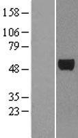E2F3 Human Over-expression Lysate