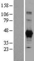 Carboxypeptidase M (CPM) Human Over-expression Lysate
