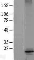 COX4 (COX4I1) Human Over-expression Lysate
