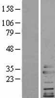 Clathrin light chain (CLTA) Human Over-expression Lysate