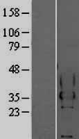 CEACAM4 Human Over-expression Lysate