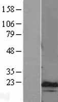 CEBP gamma (CEBPG) Human Over-expression Lysate