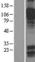 Cadherin 8 (CDH8) Human Over-expression Lysate