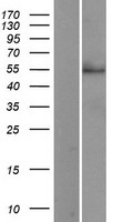 CD33 Human Over-expression Lysate