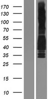 Cyclin D3 (CCND3) Human Over-expression Lysate