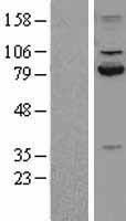 Calpain 2 (CAPN2) Human Over-expression Lysate