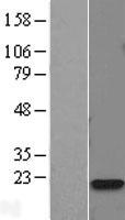 Calmodulin (CALM2) Human Over-expression Lysate