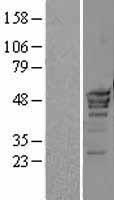 POLR3D Human Over-expression Lysate