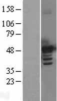 BMP7 Human Over-expression Lysate