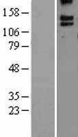 BAI3 (ADGRB3) Human Over-expression Lysate