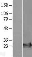 ARF6 Human Over-expression Lysate
