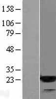 ARF3 Human Over-expression Lysate