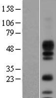 Amphiregulin (AREG) Human Over-expression Lysate