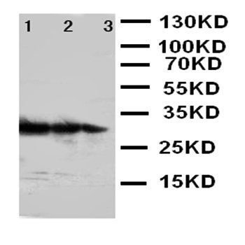 TRAF3 Rabbit Polyclonal Antibody