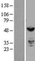 IRF3 Human Over-expression Lysate