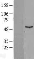 IFIT1 Human Over-expression Lysate