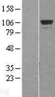 GTF3C2 Human Over-expression Lysate