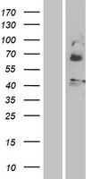Motilin receptor (MLNR) Human Over-expression Lysate