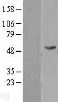 FMO2 Human Over-expression Lysate