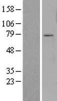 FOXO3 Human Over-expression Lysate