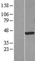 FOXF1 Human Over-expression Lysate